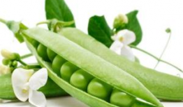 麻豆荚,揭秘植物繁殖的奇妙奥秘